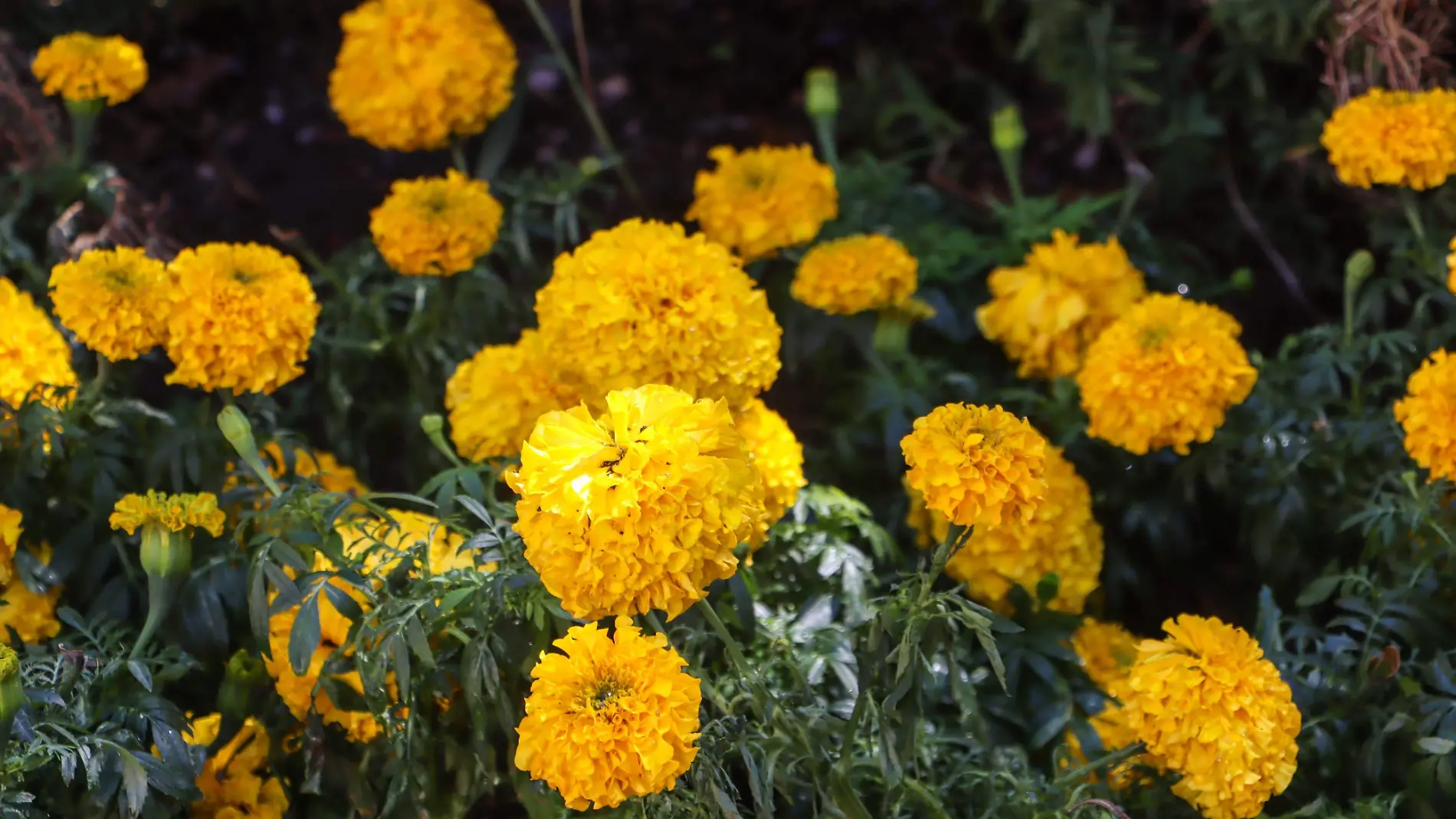 Flor de muerto